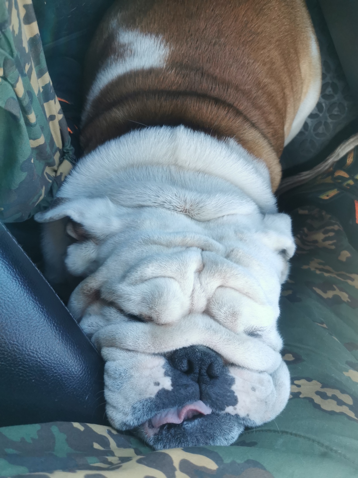 Мои домашние питомцы - Бодибилдинг форум AnabolicShops