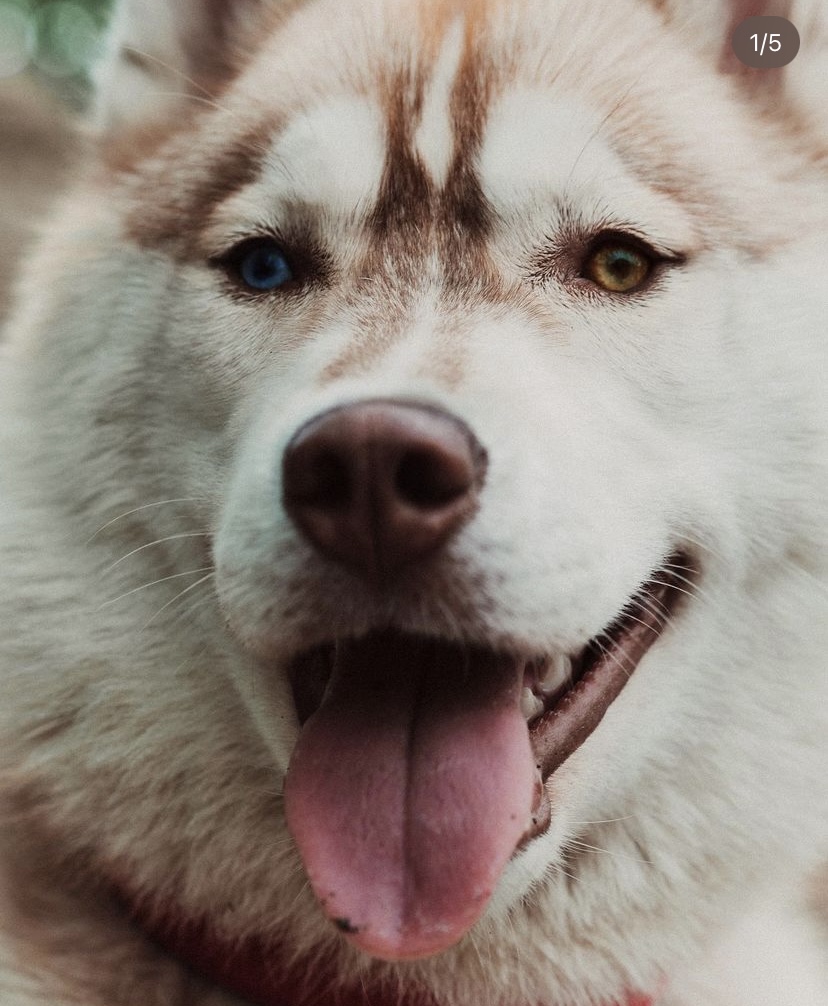 Мои домашние питомцы - Бодибилдинг форум AnabolicShops