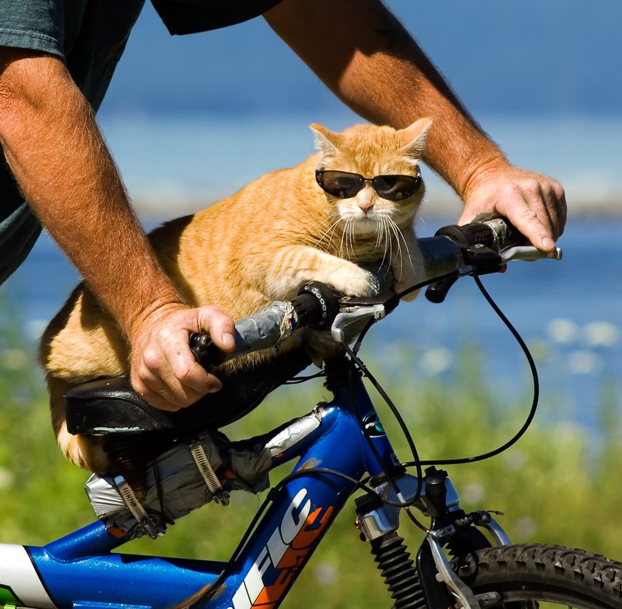 Курилка- разговоры на любые темы - Бодибилдинг форум AnabolicShops