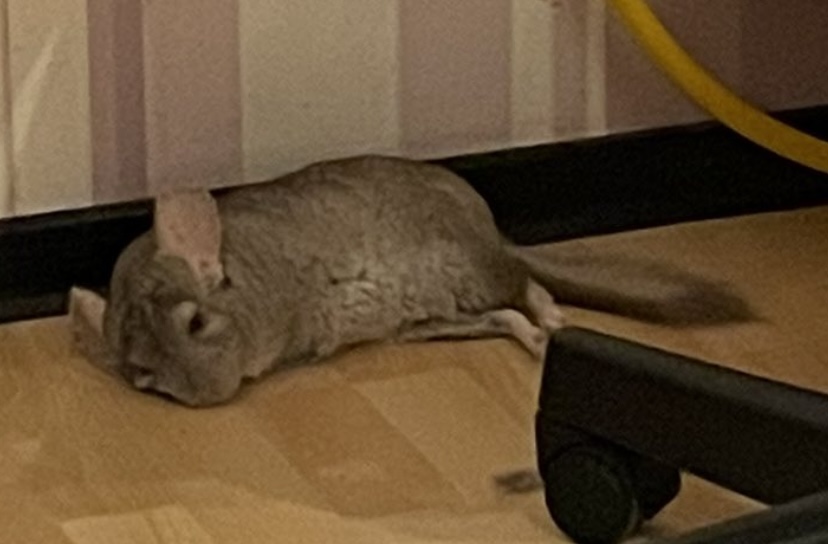 Мои домашние питомцы - Бодибилдинг форум AnabolicShops