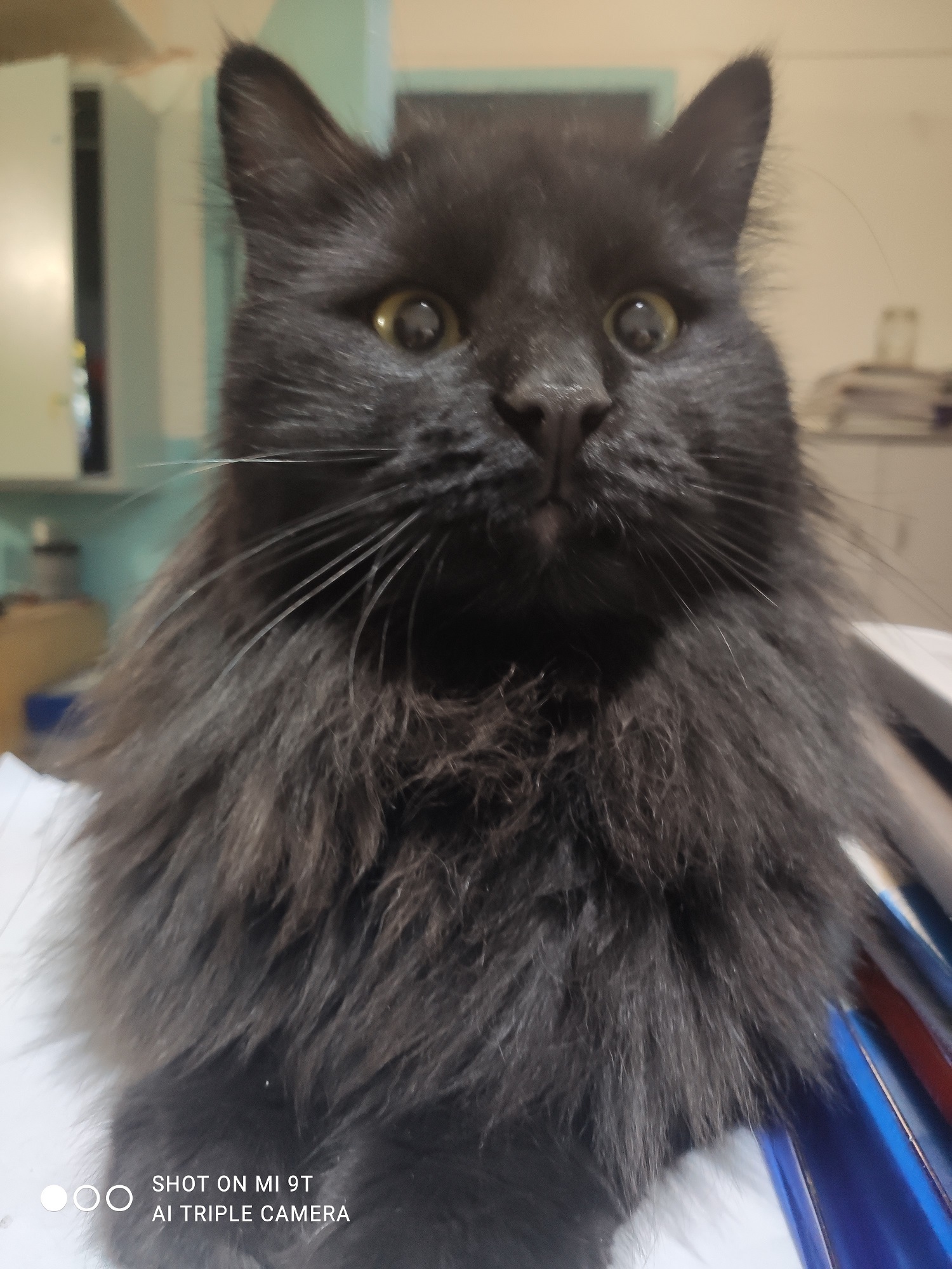 Мои домашние питомцы - Бодибилдинг форум AnabolicShops