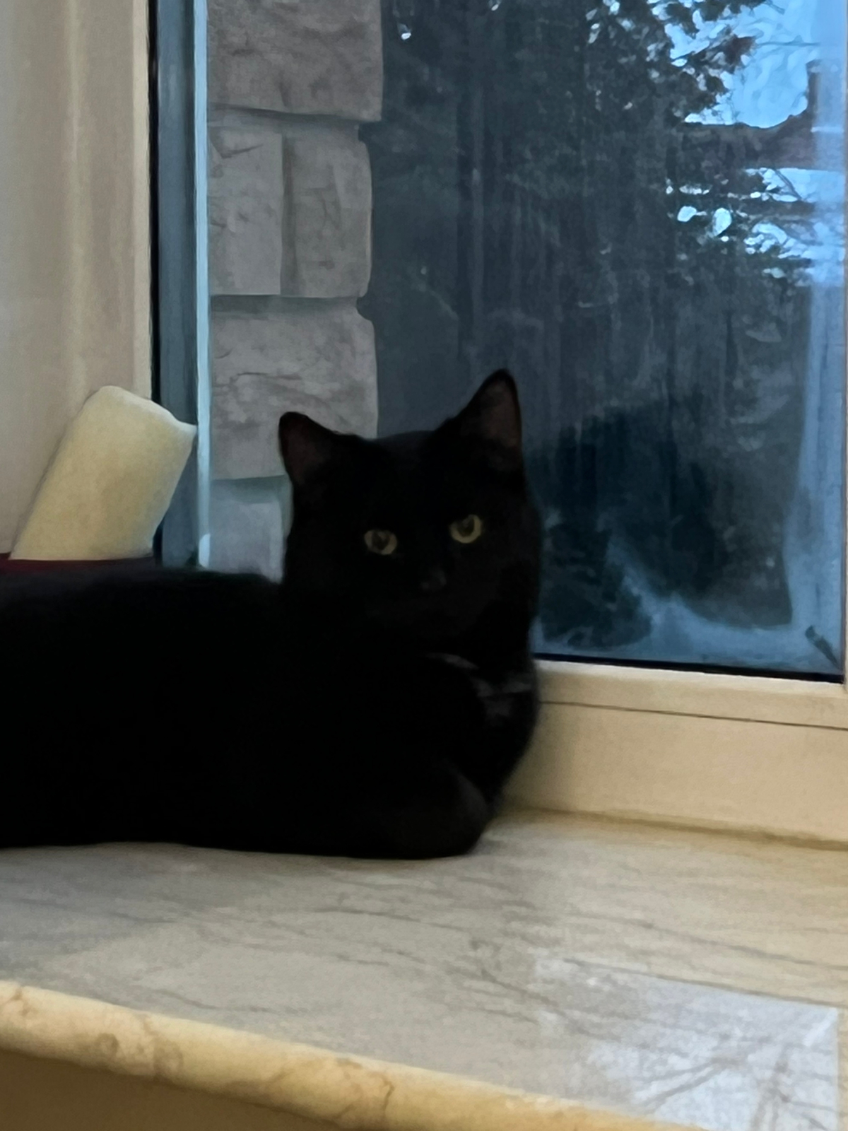 Мои домашние питомцы - Бодибилдинг форум AnabolicShops