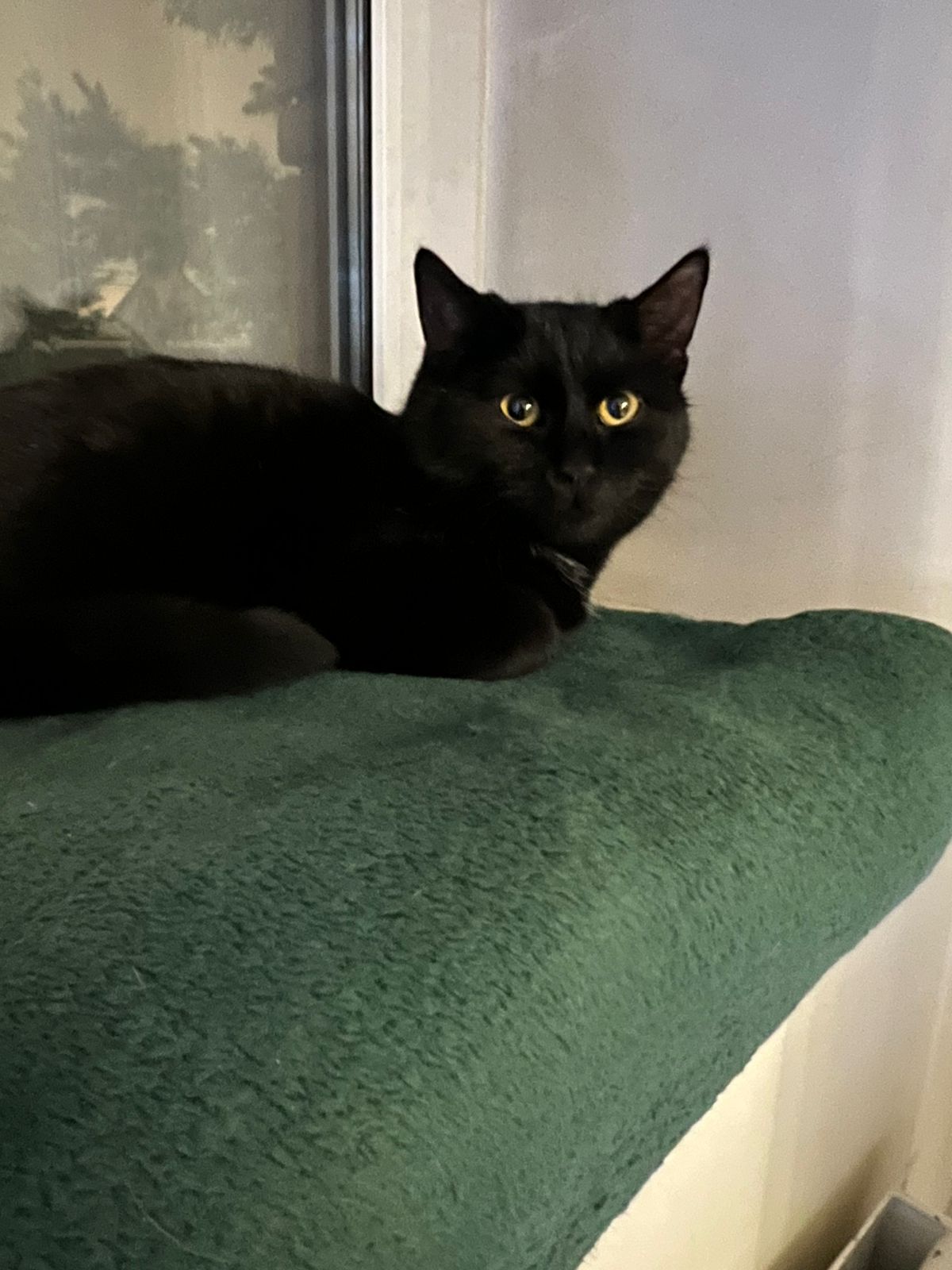 Мои домашние питомцы - Бодибилдинг форум AnabolicShops