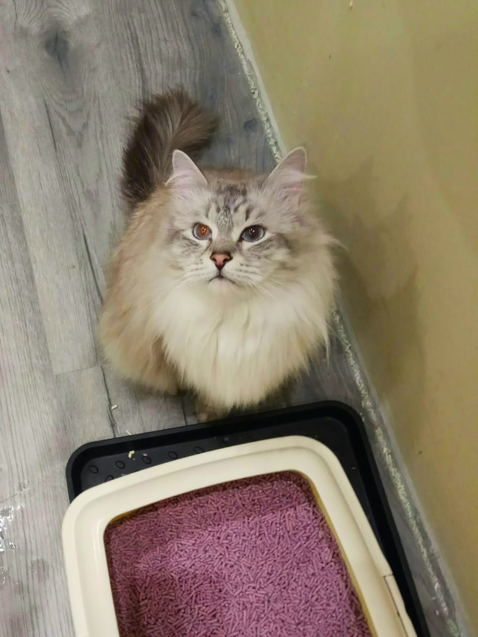 Мои домашние питомцы - Бодибилдинг форум AnabolicShops