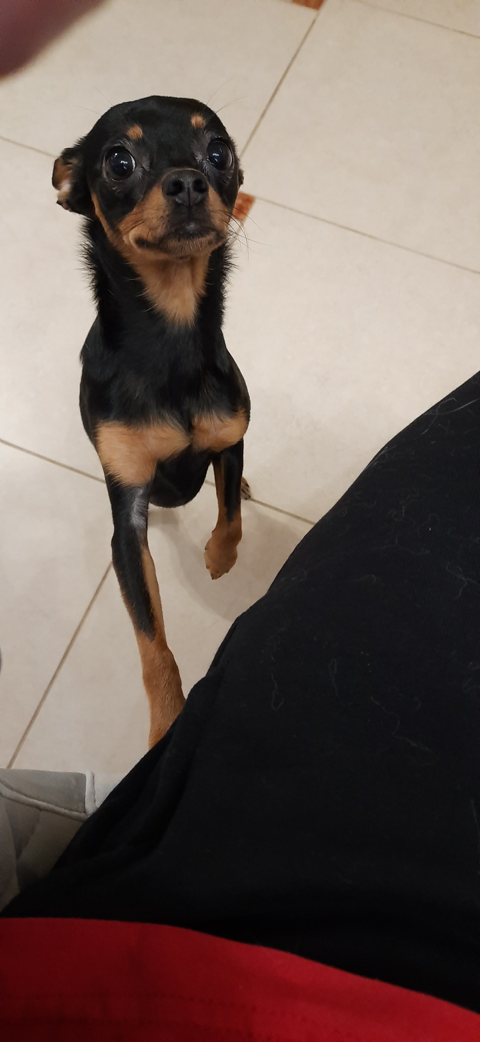 Мои домашние питомцы - Бодибилдинг форум AnabolicShops