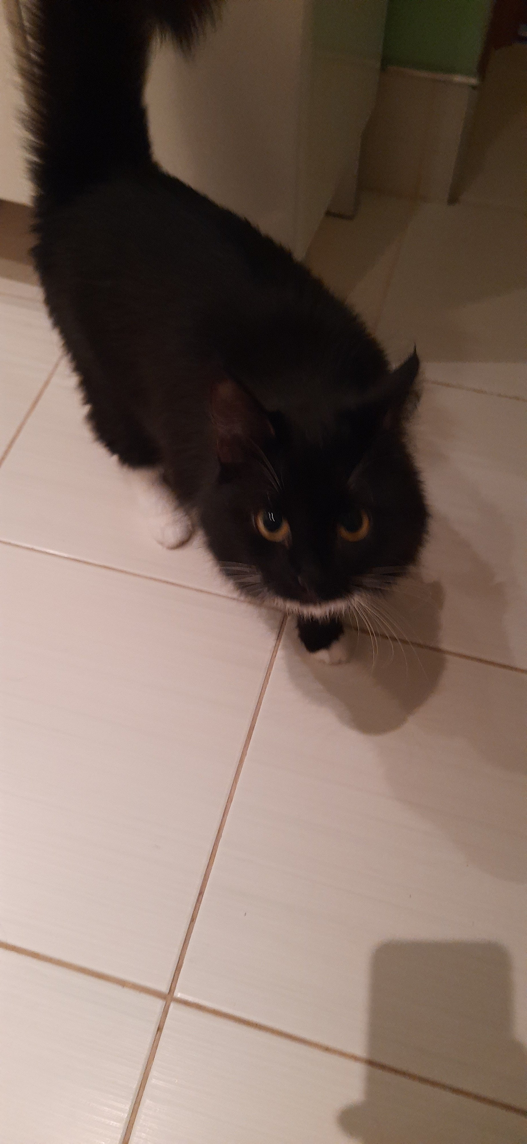 Мои домашние питомцы - Бодибилдинг форум AnabolicShops