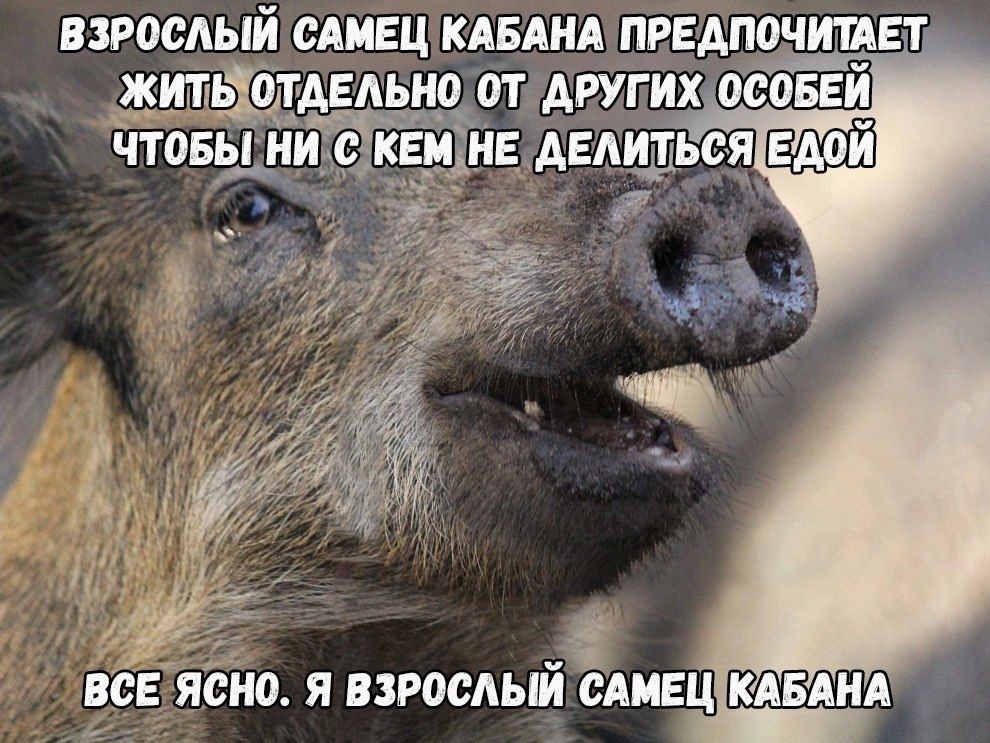 Hilma PRO - с заботой о вашем здоровье! - Бодибилдинг форум AnabolicShops