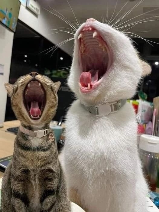 АНАБОЛИКИ.net - оф.дилер SP, Zerox, Genetic, Magnus, Lyka ! - Бодибилдинг форум AnabolicShops