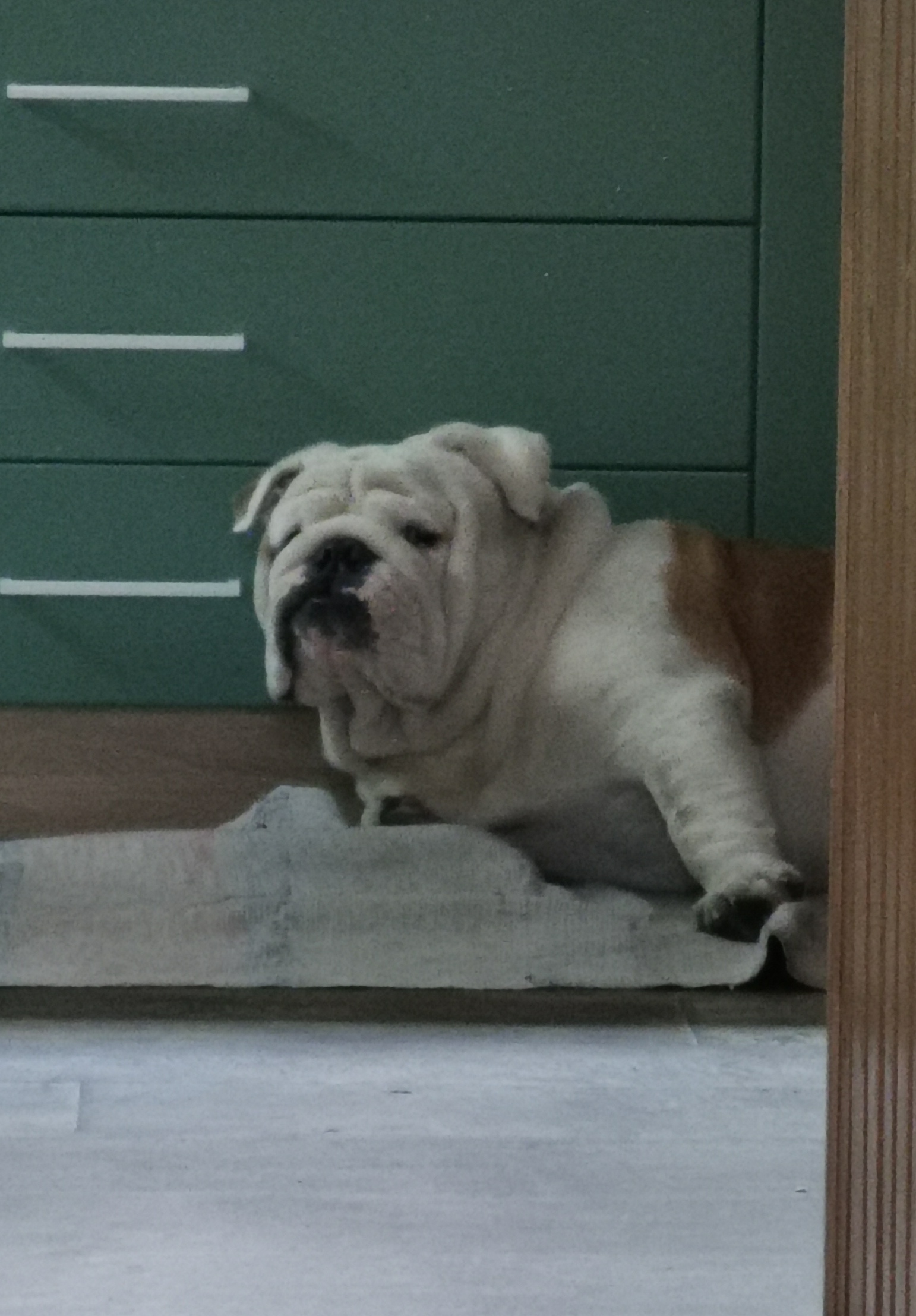 Мои домашние питомцы - Бодибилдинг форум AnabolicShops