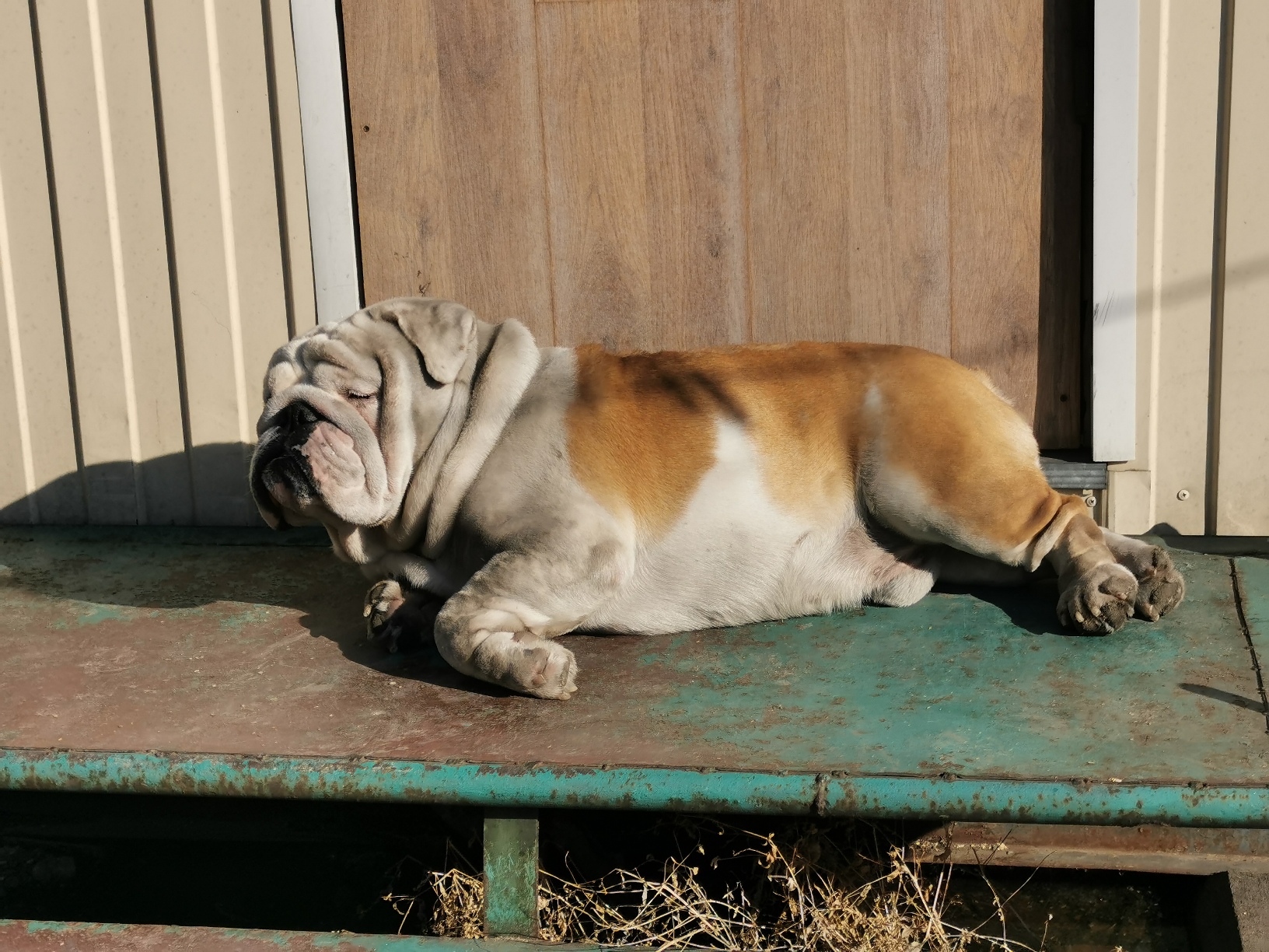 Мои домашние питомцы - Бодибилдинг форум AnabolicShops