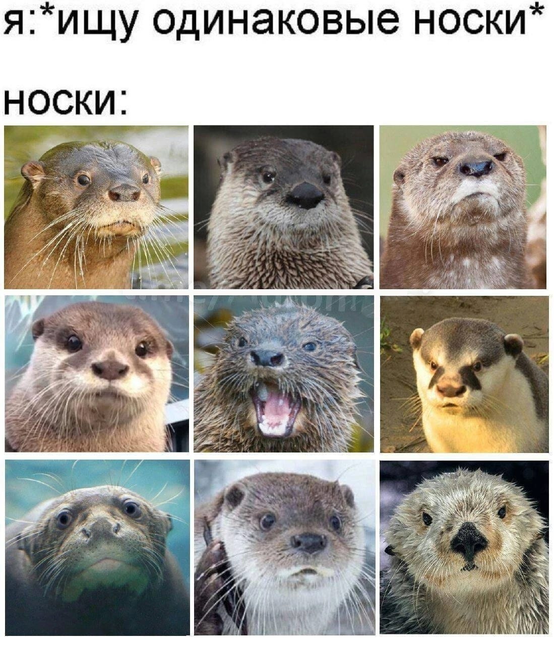 Анекдоты обо всем - Бодибилдинг форум AnabolicShops