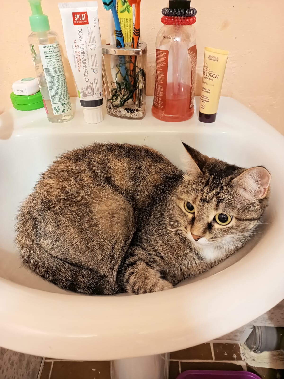 Мои домашние питомцы - Бодибилдинг форум AnabolicShops