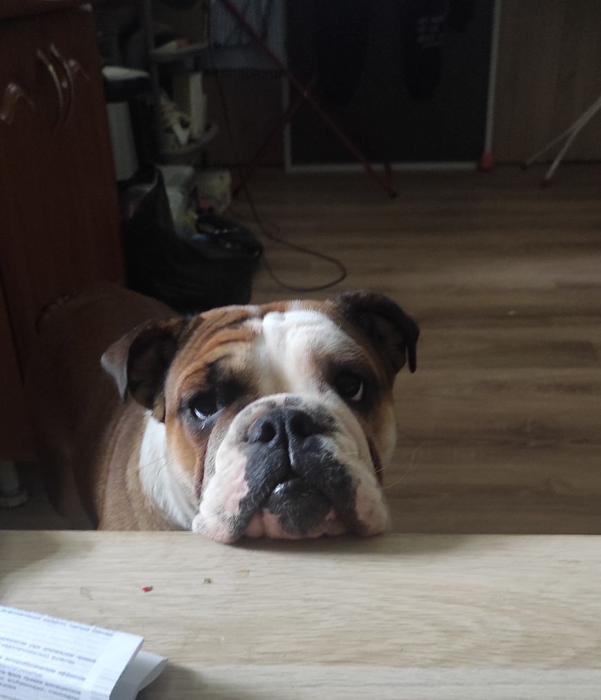 Мои домашние питомцы - Бодибилдинг форум AnabolicShops