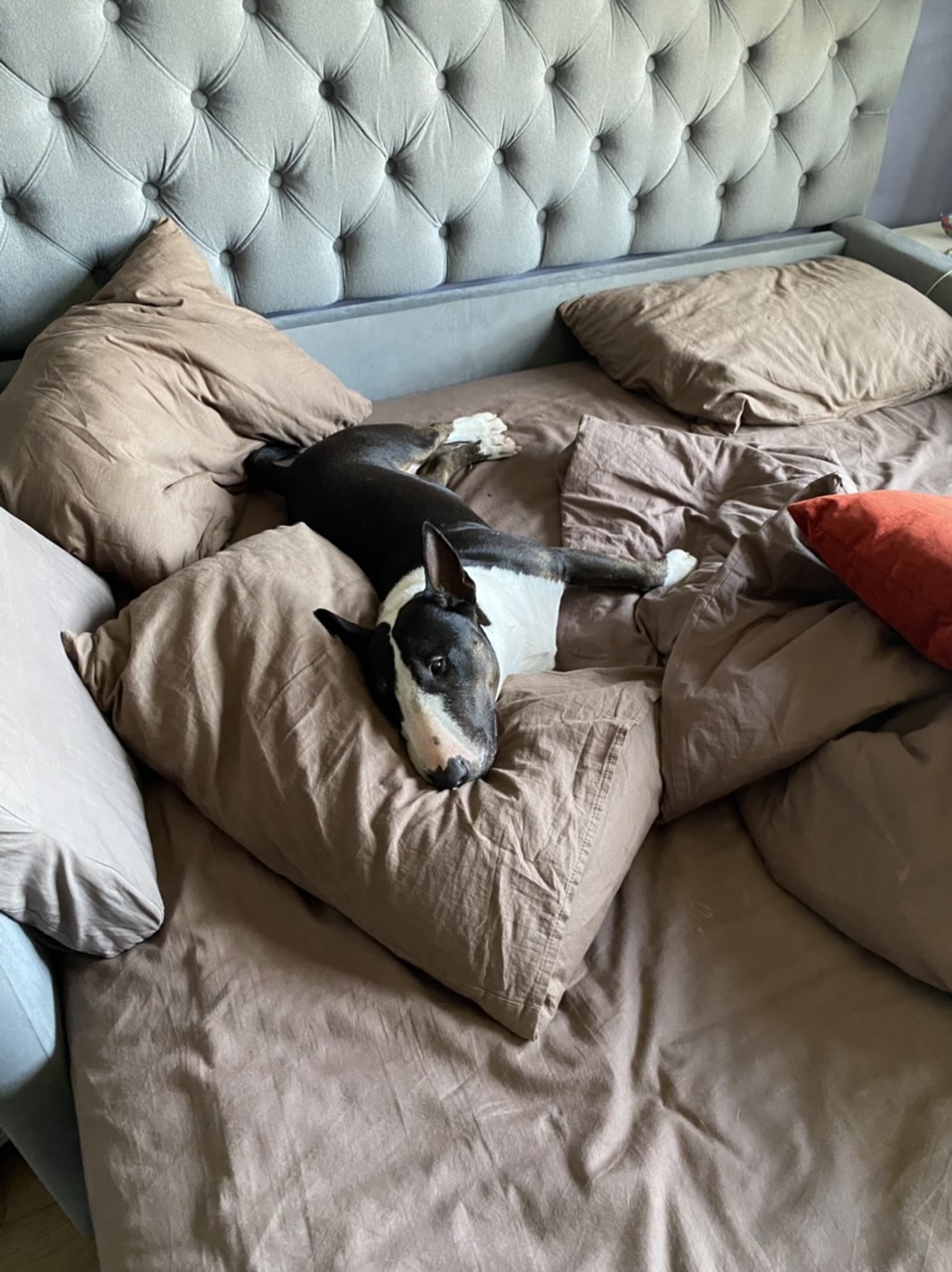 Мои домашние питомцы - Бодибилдинг форум AnabolicShops