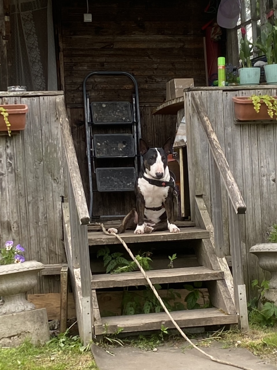 Мои домашние питомцы - Бодибилдинг форум AnabolicShops