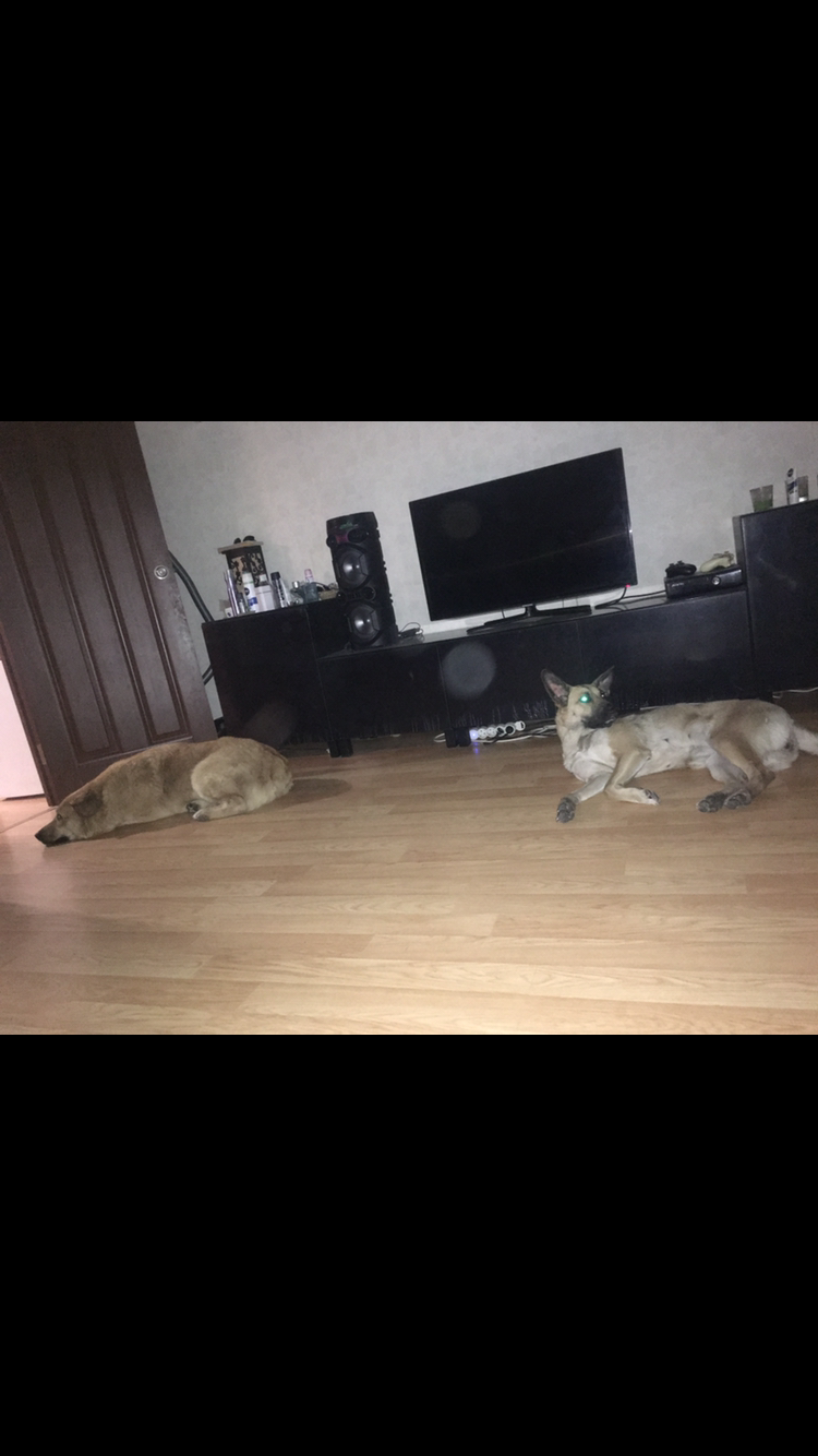 Мои домашние питомцы - Бодибилдинг форум AnabolicShops