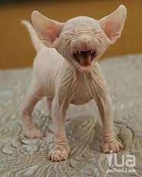 Hilma PRO - с заботой о вашем здоровье! - Бодибилдинг форум AnabolicShops