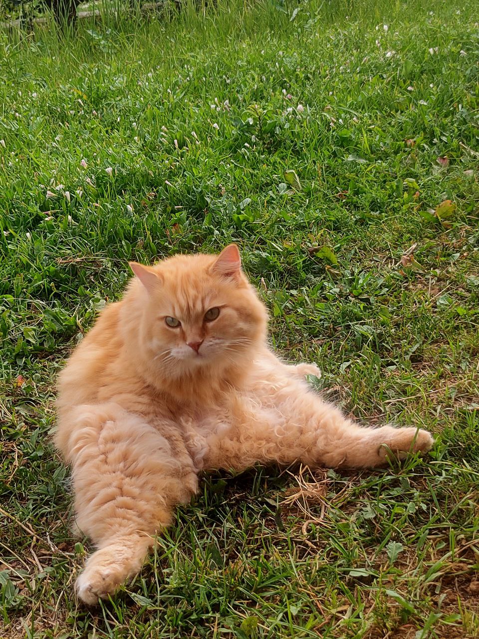 Мои домашние питомцы - Бодибилдинг форум AnabolicShops