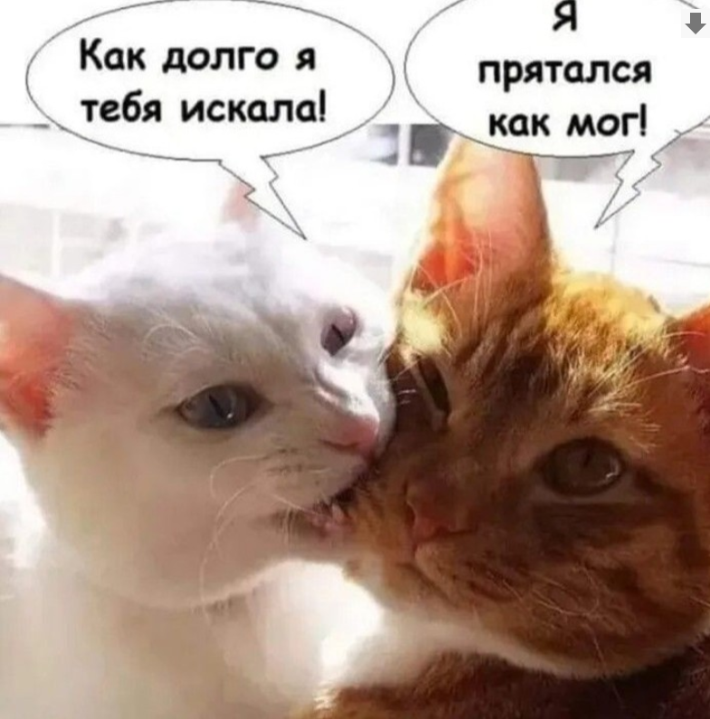 18-20 августа Питер! - Бодибилдинг форум AnabolicShops