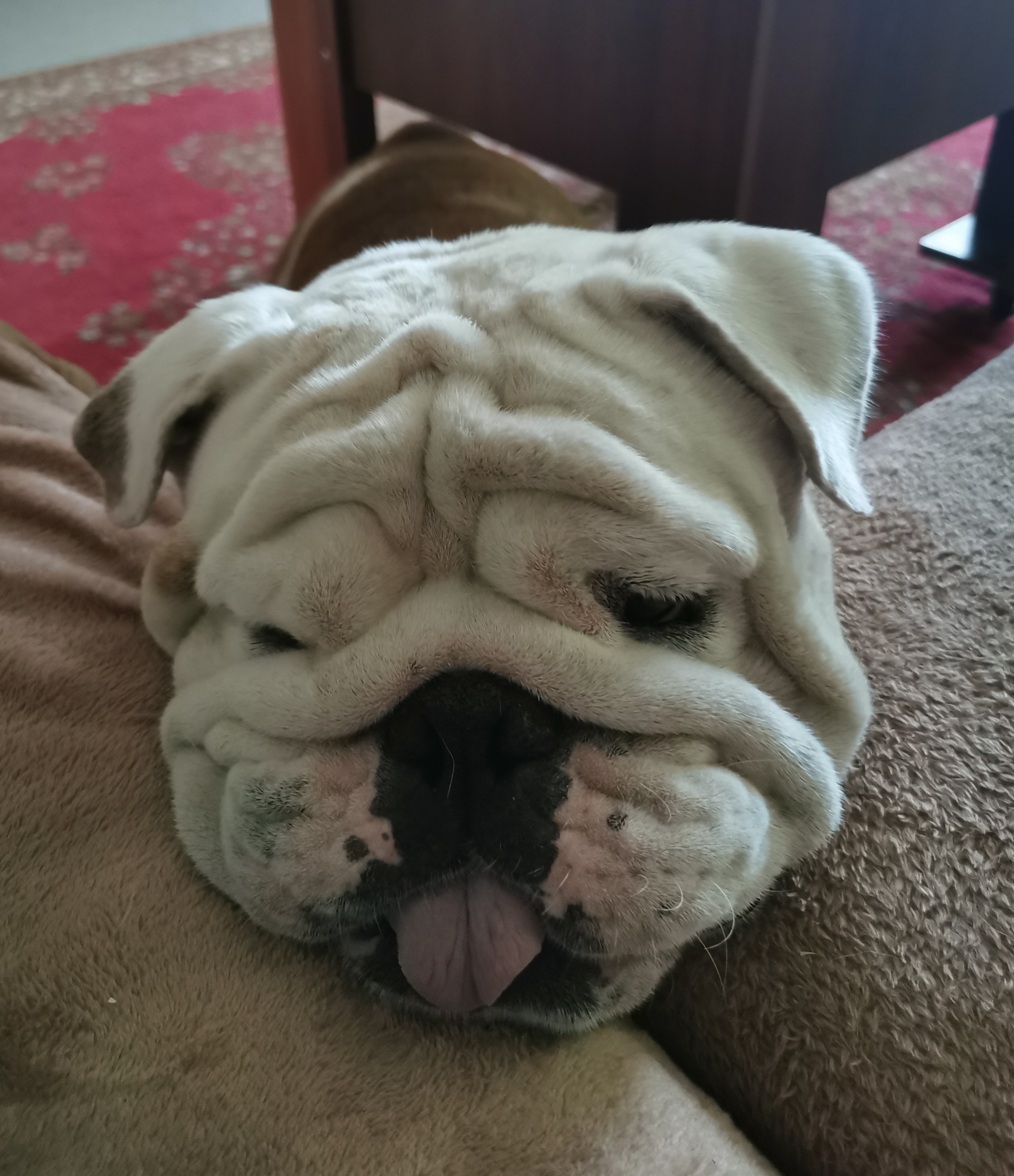 Мои домашние питомцы - Бодибилдинг форум AnabolicShops