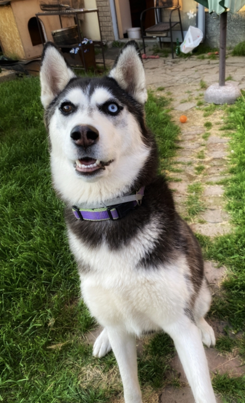 Мои домашние питомцы - Бодибилдинг форум AnabolicShops