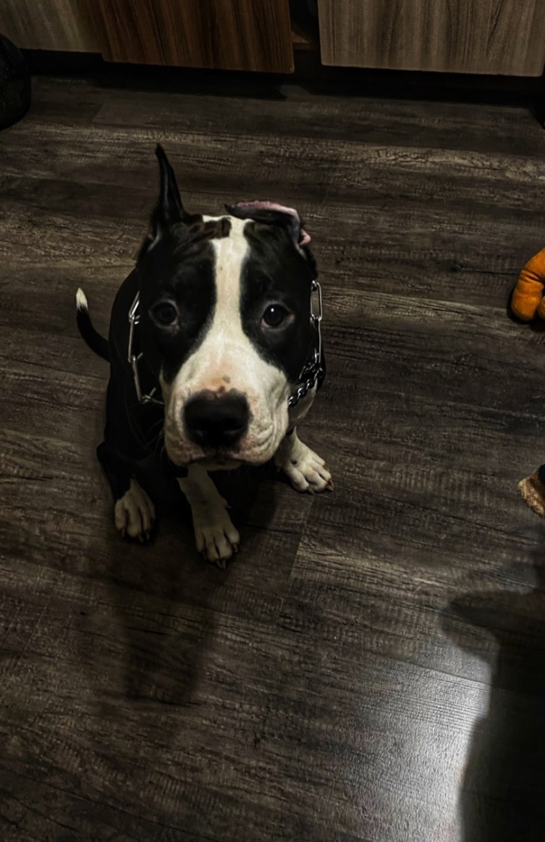 Мои домашние питомцы - Бодибилдинг форум AnabolicShops