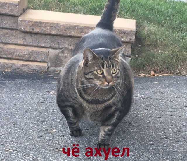 АНАБОЛИКИ.net - оф.дилер SP, Zerox, Genetic, Magnus, Lyka ! - Бодибилдинг форум AnabolicShops