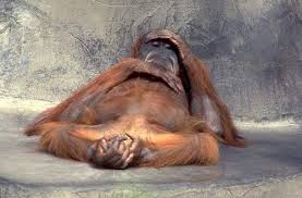 Thomas&Co - Медицинское качество. - Бодибилдинг форум AnabolicShops