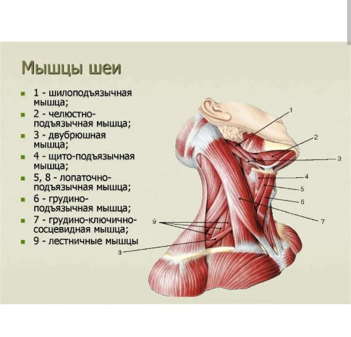 Спортивная медицина - Бодибилдинг форум AnabolicShops