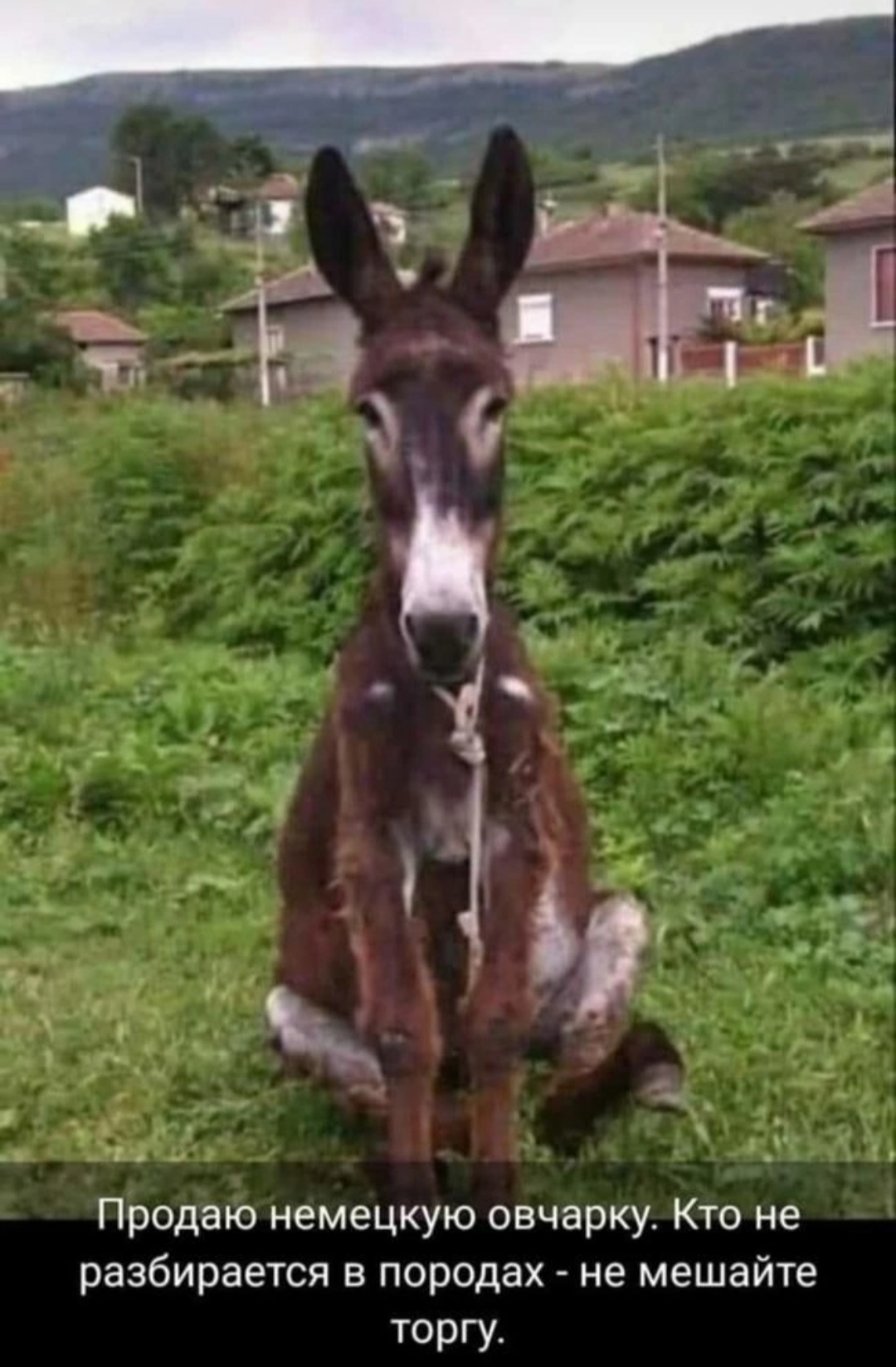 Hilma PRO - с заботой о вашем здоровье! - Бодибилдинг форум AnabolicShops