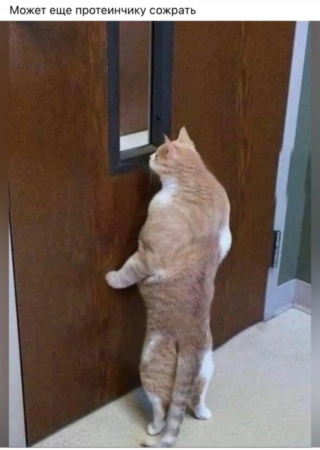 Курилка- разговоры на любые темы - Бодибилдинг форум AnabolicShops