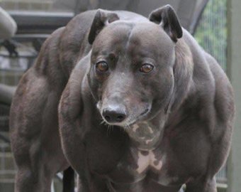 PS Профилактические работы - Бодибилдинг форум AnabolicShops