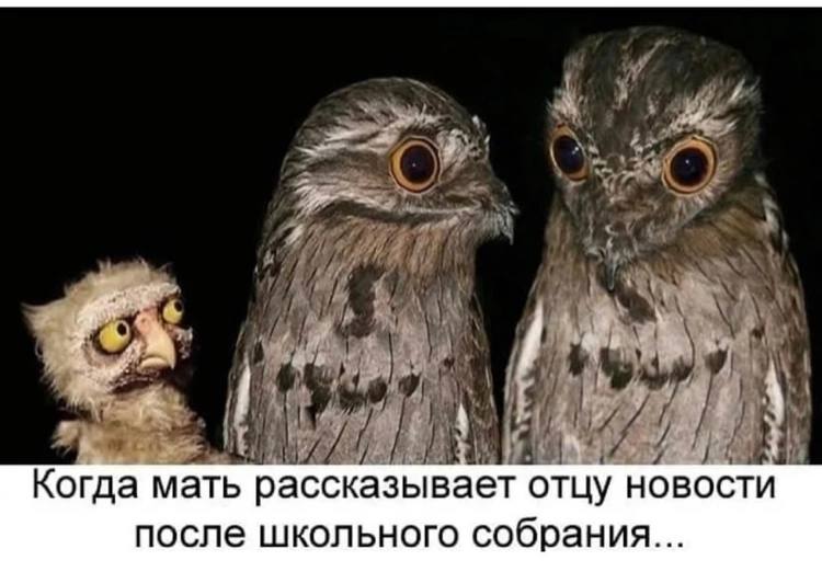 Анекдоты обо всем - Бодибилдинг форум AnabolicShops