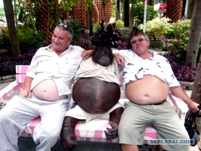 Thomas&Co - Медицинское качество. - Бодибилдинг форум AnabolicShops