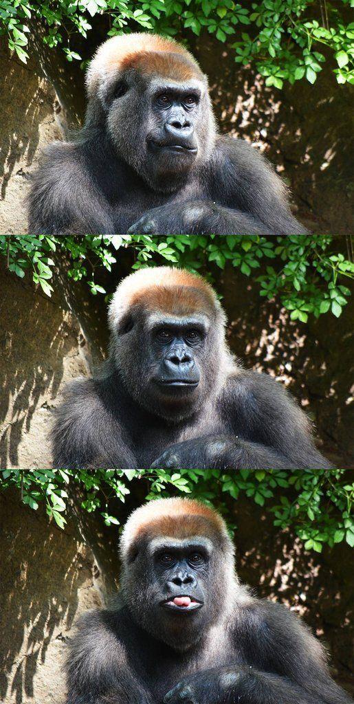 Thomas&Co - Медицинское качество. - Бодибилдинг форум AnabolicShops