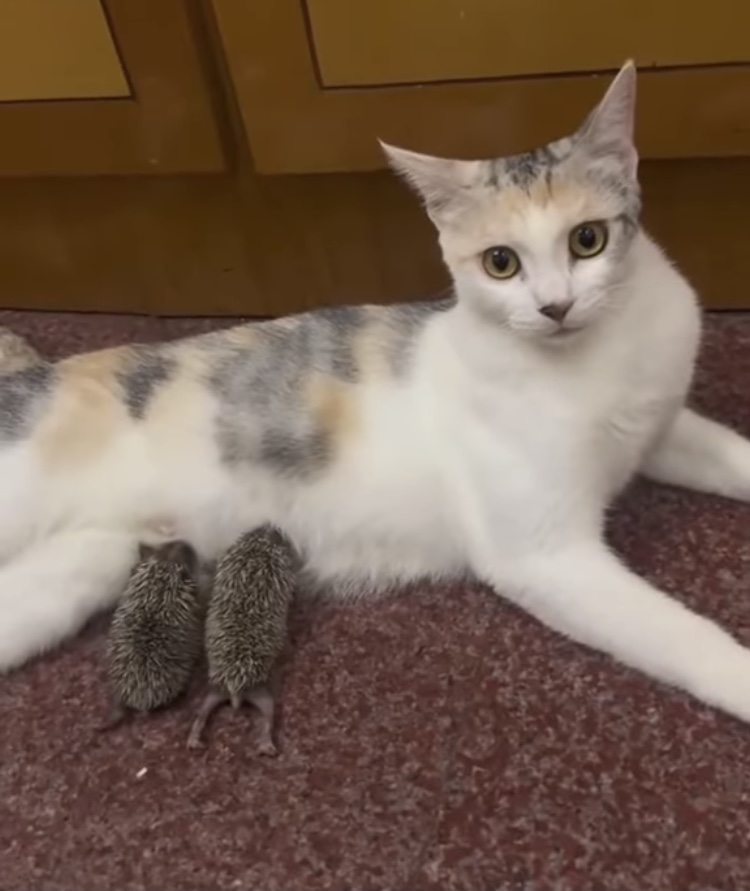 Hilma PRO - с заботой о вашем здоровье! - Бодибилдинг форум AnabolicShops