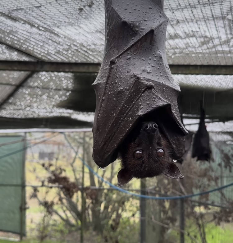 Hilma PRO - с заботой о вашем здоровье! - Бодибилдинг форум AnabolicShops