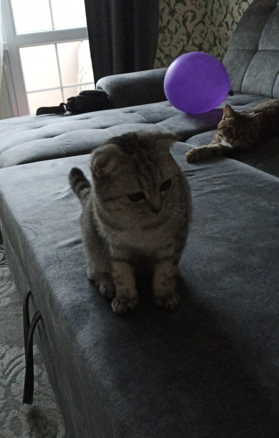 Мои домашние питомцы - Бодибилдинг форум AnabolicShops