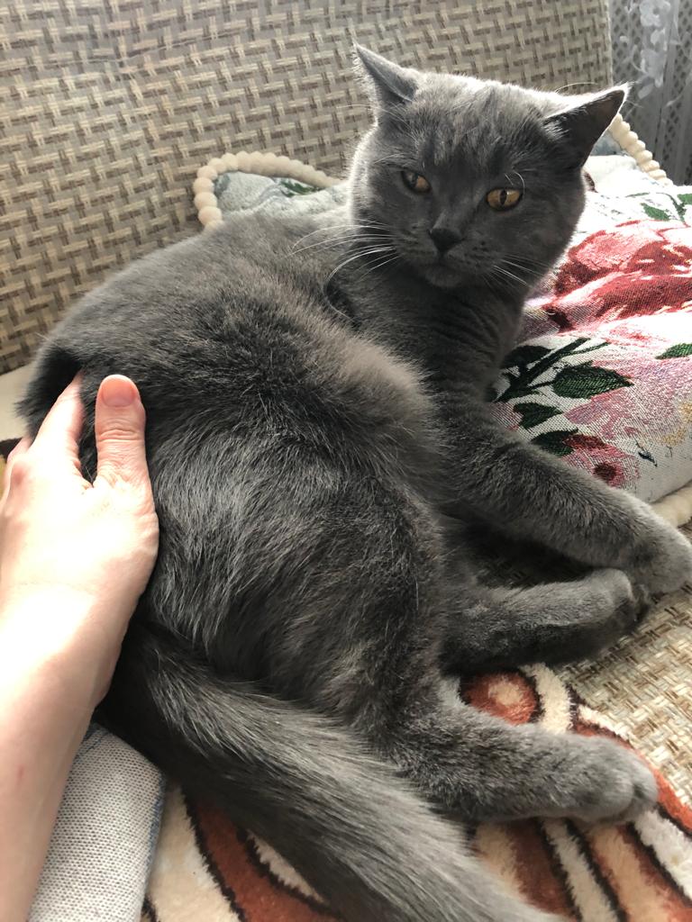 Мои домашние питомцы - Бодибилдинг форум AnabolicShops