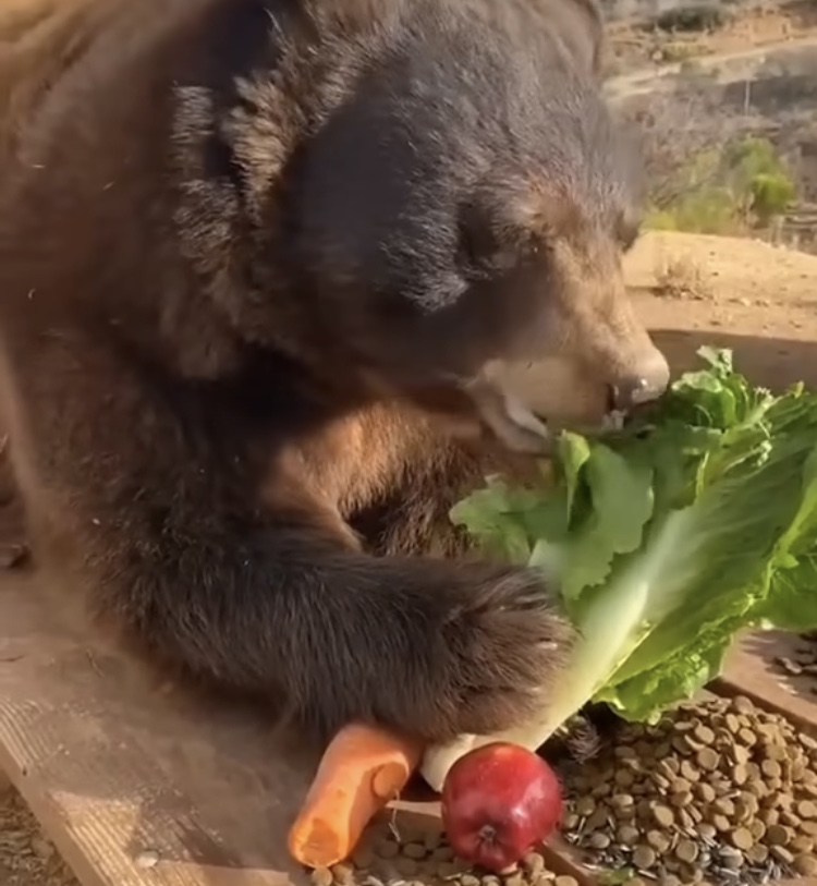 Hilma PRO - с заботой о вашем здоровье! - Бодибилдинг форум AnabolicShops