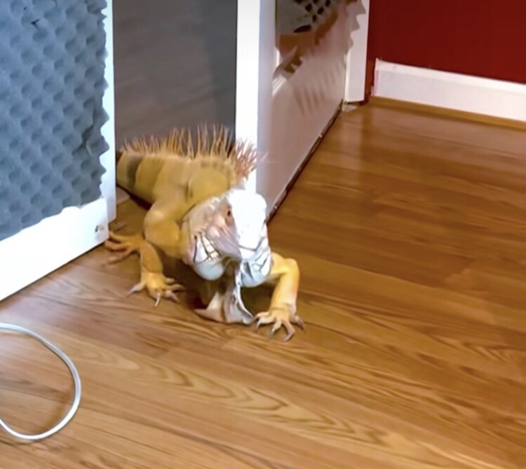 Hilma PRO - с заботой о вашем здоровье! - Бодибилдинг форум AnabolicShops