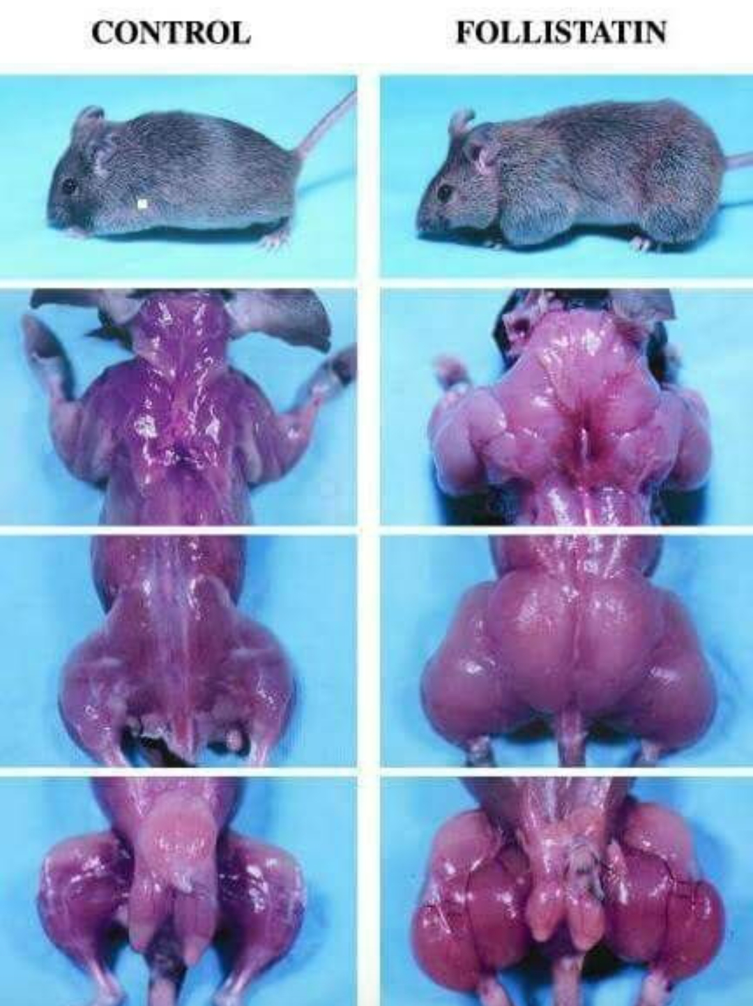 Hilma PRO - с заботой о вашем здоровье! - Бодибилдинг форум AnabolicShops