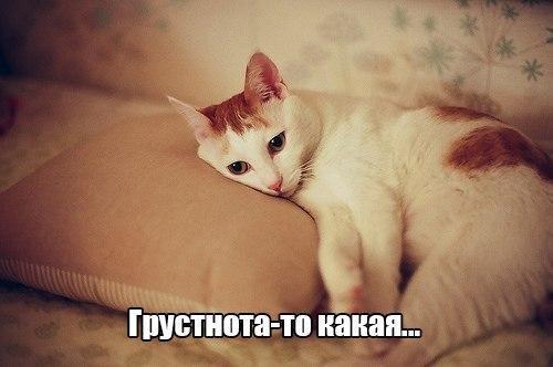 Thomas&Co - Медицинское качество. - Бодибилдинг форум AnabolicShops