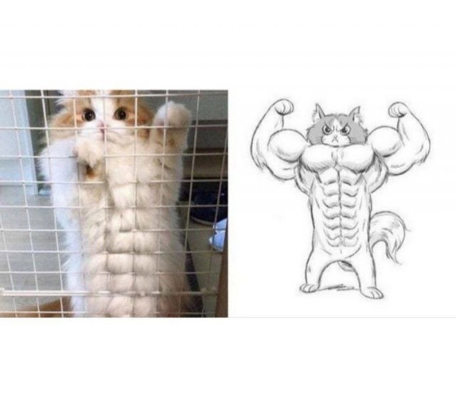 Приколюшные картинки - Бодибилдинг форум AnabolicShops