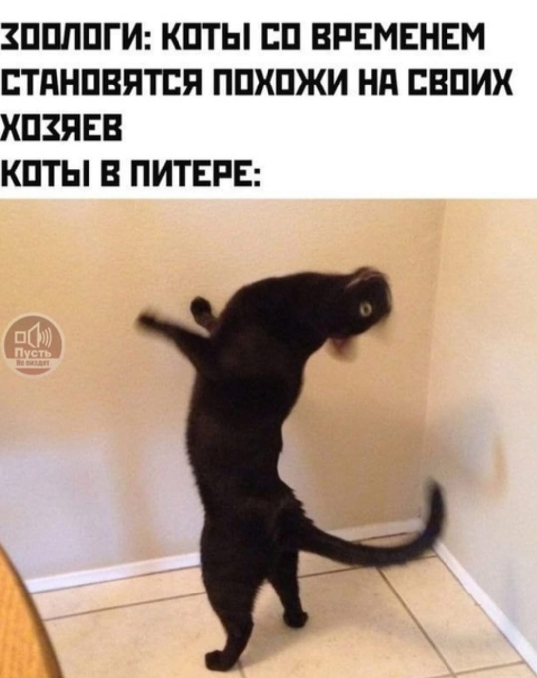 Приколюшные картинки - Бодибилдинг форум AnabolicShops