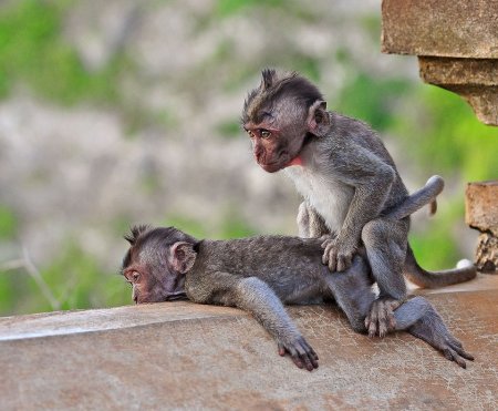 Thomas&Co - Медицинское качество. - Бодибилдинг форум AnabolicShops