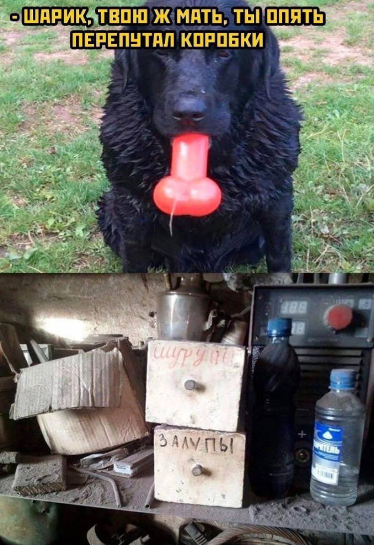 Приколюшные картинки - Бодибилдинг форум AnabolicShops