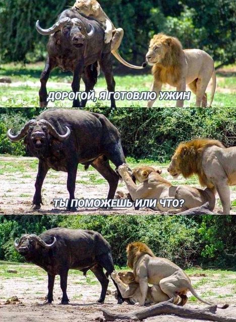 Приколюшные картинки - Бодибилдинг форум AnabolicShops