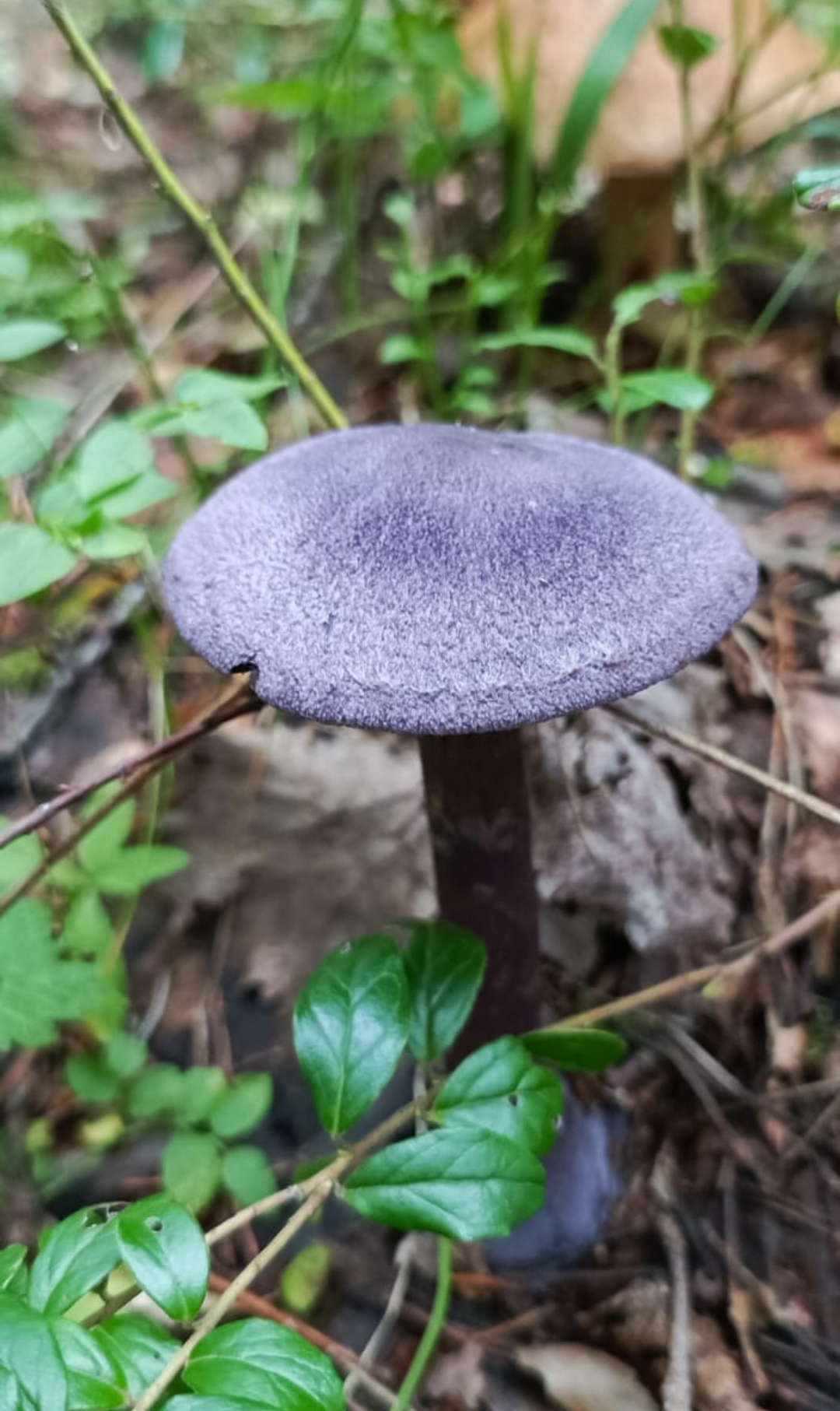 Hilma PRO - с заботой о вашем здоровье! - Бодибилдинг форум AnabolicShops