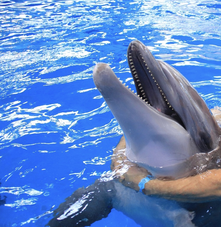 Hilma PRO - с заботой о вашем здоровье! - Бодибилдинг форум AnabolicShops